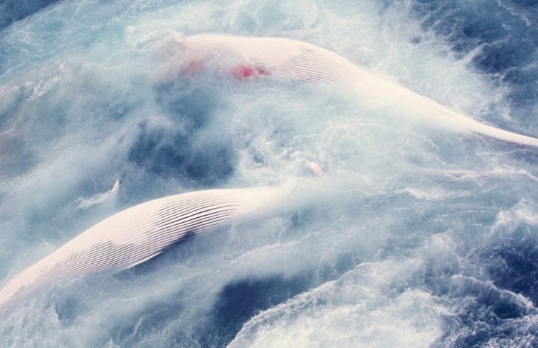 El enorme agujero que dejó la caza de ballenas