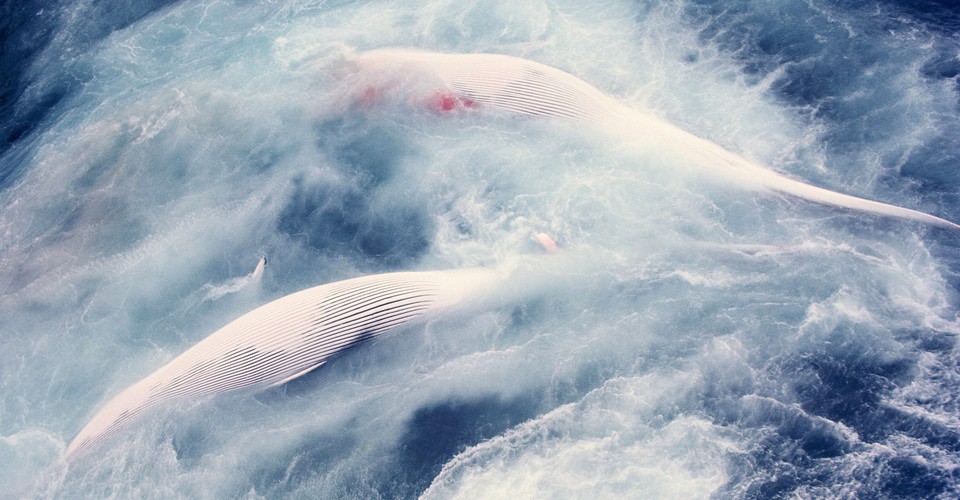 El enorme agujero que dejó la caza de ballenas