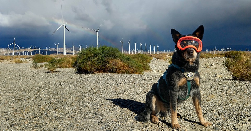 ¿Son las turbinas eólicas un peligro para la vida silvestre?  Pregúntale a los perros.