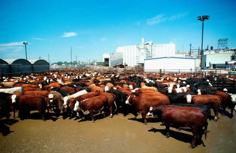 Es posible eliminar los antibióticos críticos de la producción de carne de res y cerdo