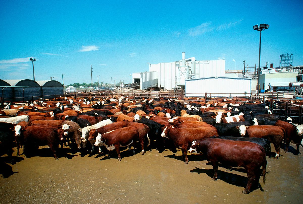 Es posible eliminar los antibióticos críticos de la producción de carne de res y cerdo