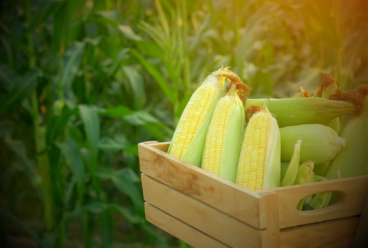 La nueva regla de etiquetado de OMG entra en vigor, pero persisten las preocupaciones por los alimentos