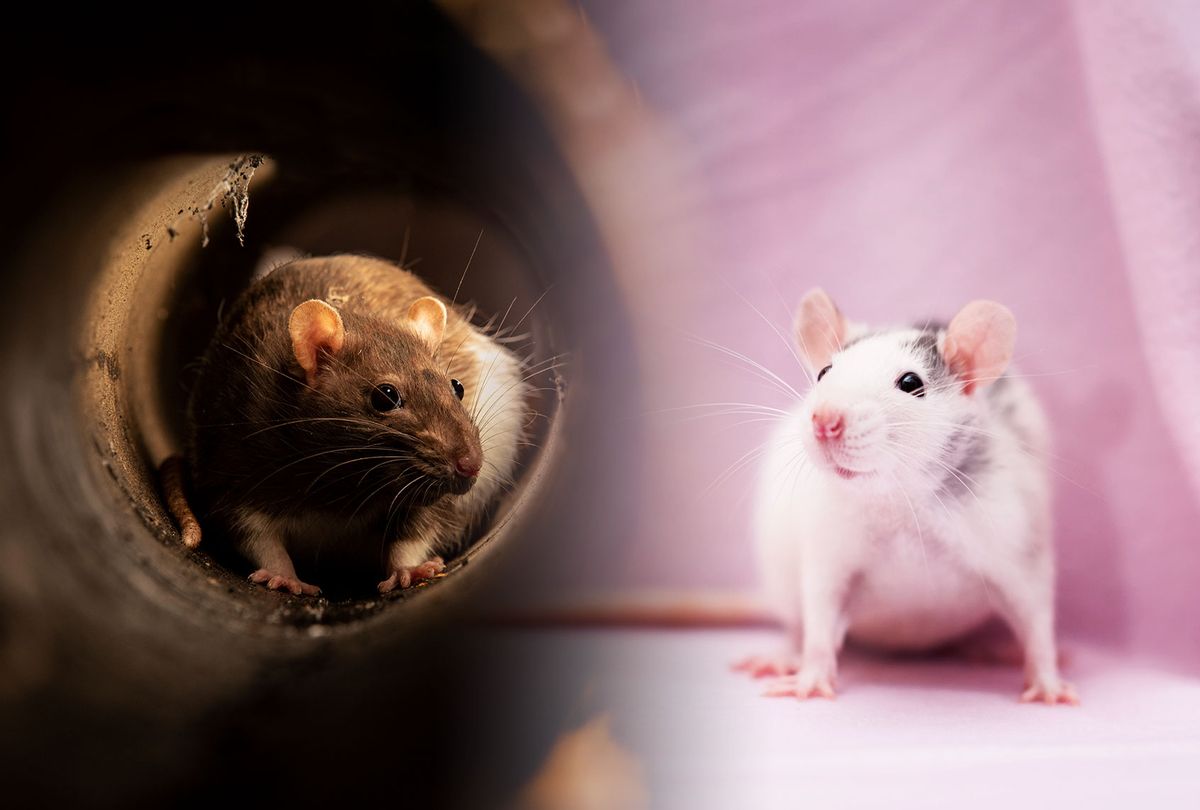 Ratas en nuestra casa, ratas en nuestras calles: para los roedores de Nueva York, mucho depende de los bienes raíces
