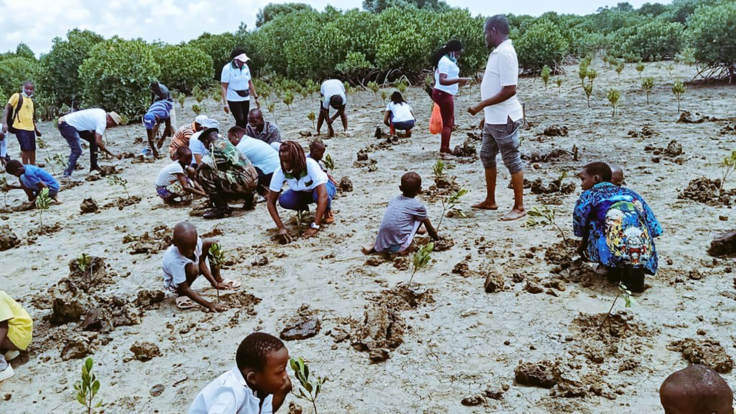 A los jóvenes africanos se les paga para luchar contra el cambio climático mediante la restauración de los ecosistemas de manglares