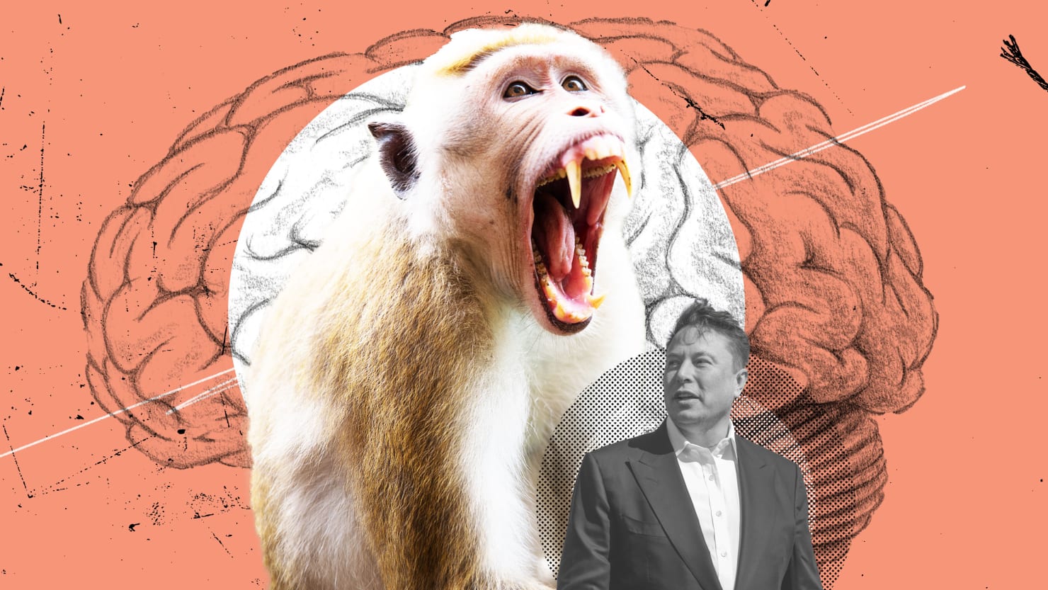 Una organización de defensa de los derechos de los animales se enfrenta a Elon Musk por la investigación sobre el cerebro