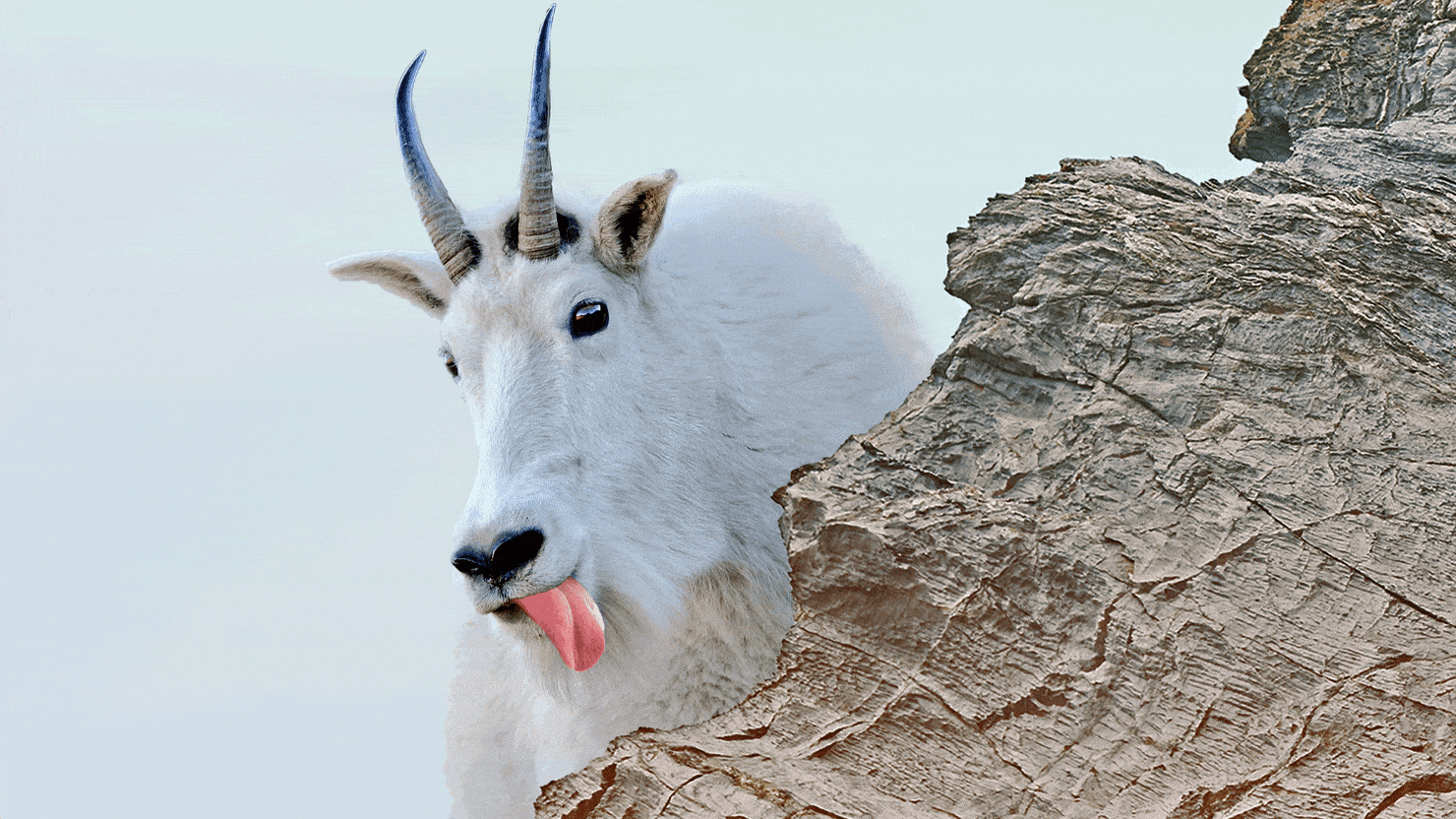 Los excursionistas del Parque Nacional Olympic ahora pueden orinar sin temor a las cabras adictas a la orina