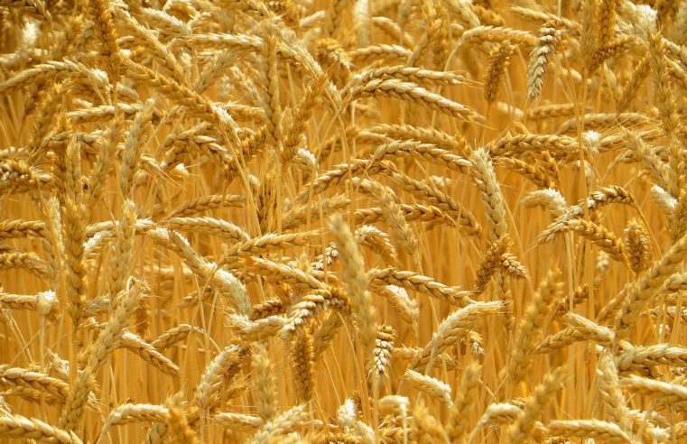 Aumento de los precios y escasez de trigo: Cómo la invasión de Ucrania está afectando al suministro mundial de alimentos