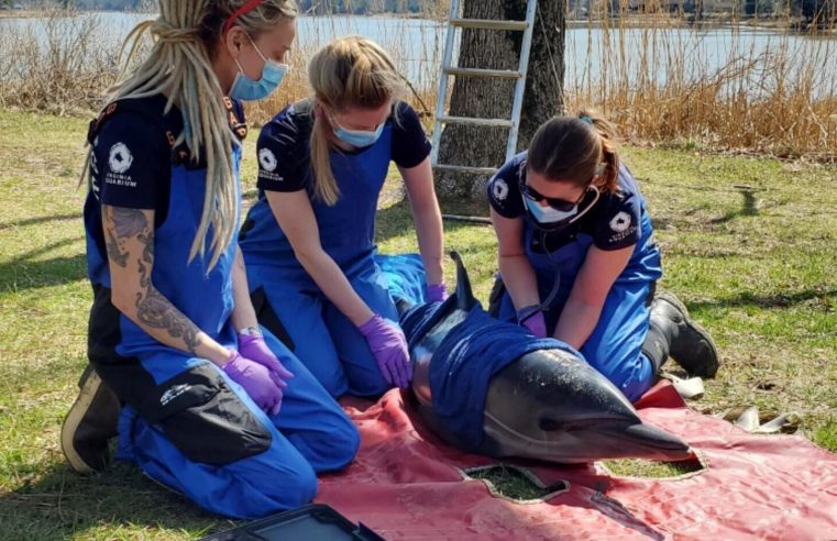 El acuario investiga la muerte de delfines en la costa de Virginia