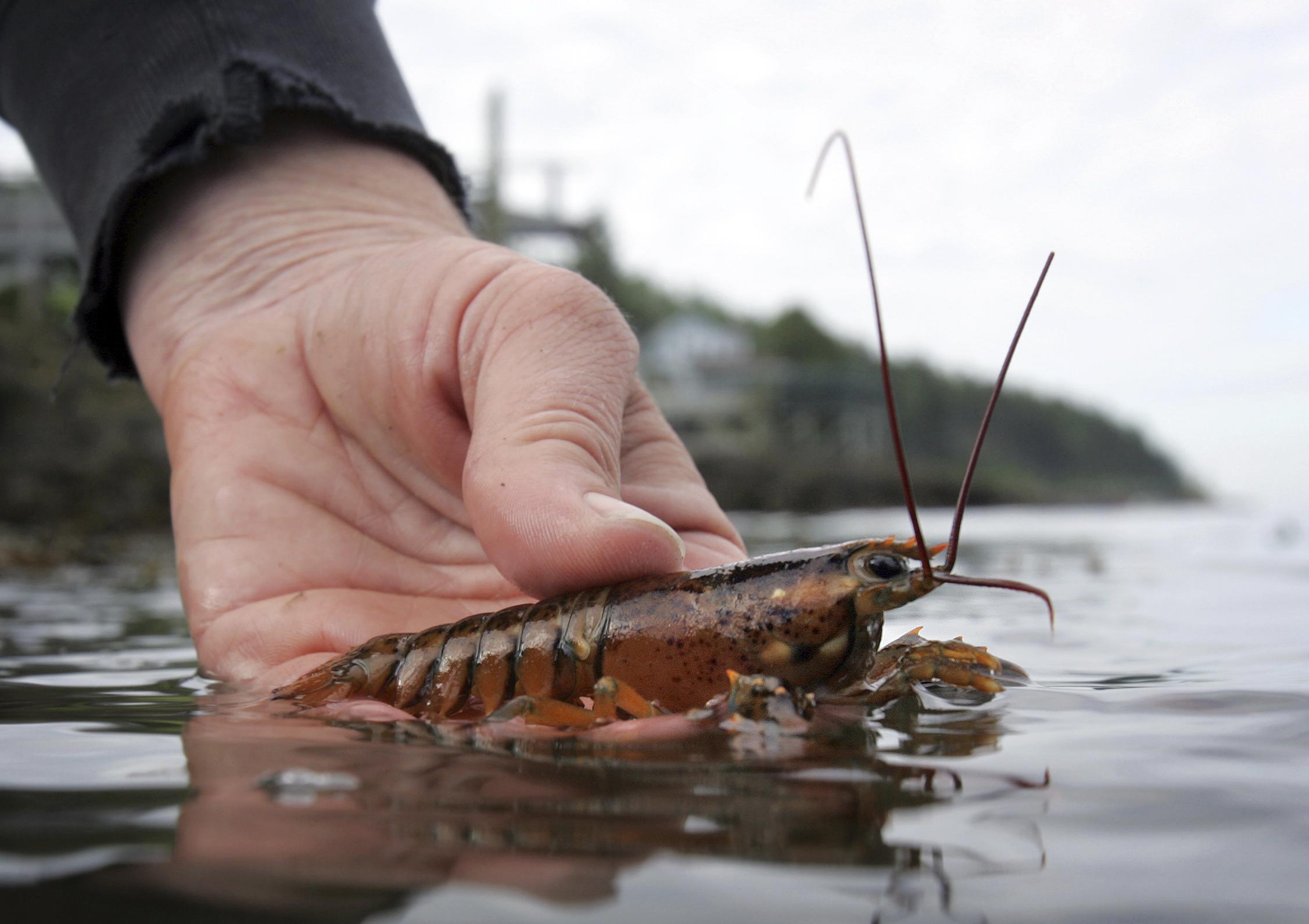 El número de crías de langosta baja en Nueva Inglaterra mientras las aguas se calientan