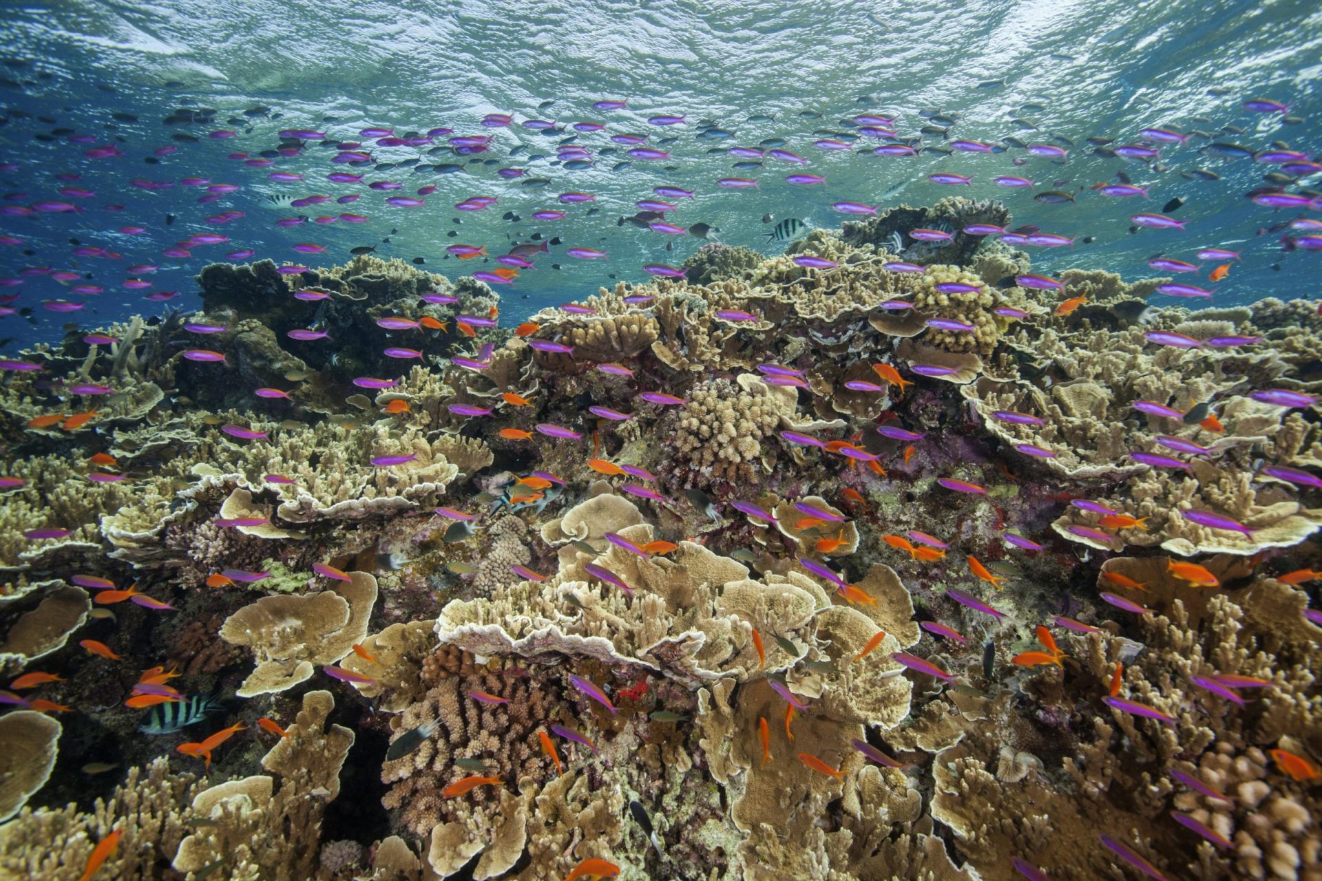 La Gran Barrera de Coral sufre una decoloración generalizada del coral