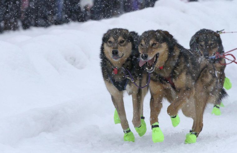 Los perros de la Iditarod llenan Anchorage para la salida ceremonial de la carrera