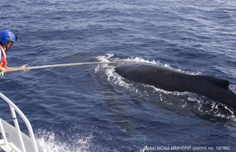 Un equipo libera a una ballena jorobada enredada en un sedal frente a Hawái