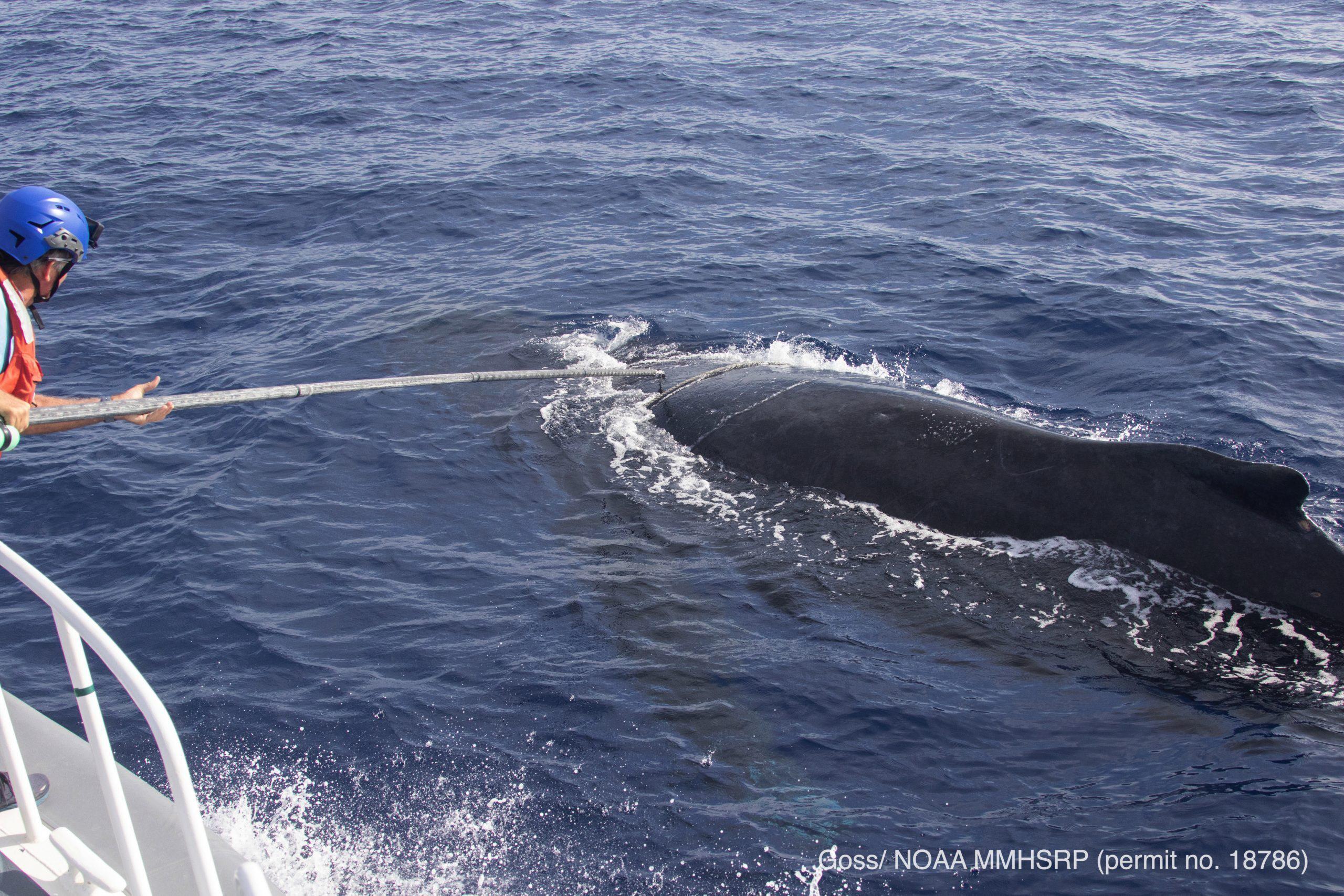 Un equipo libera a una ballena jorobada enredada en un sedal frente a Hawái