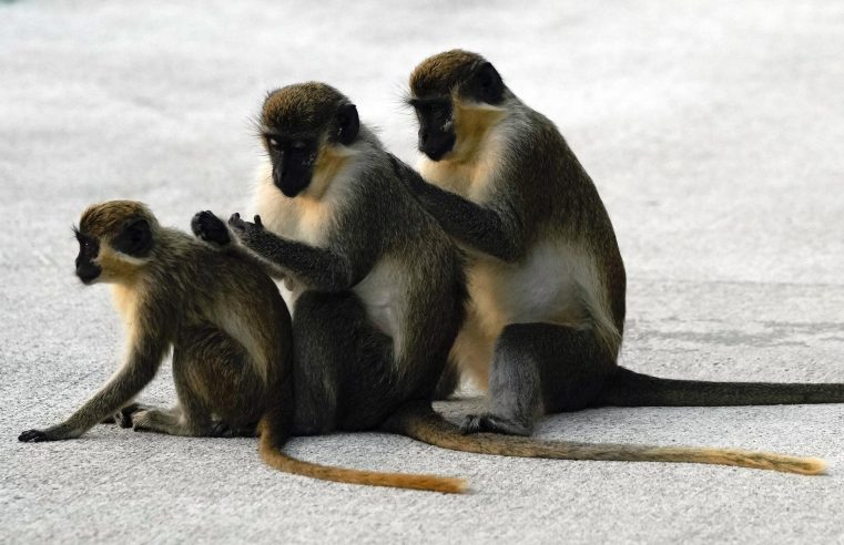 Celebridades: monos cerca del aeropuerto de Florida deleitan a los visitantes
