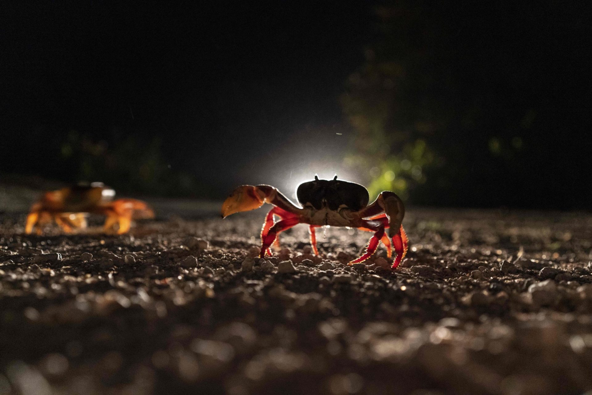 En Cuba, los cangrejos se embarcan en una peligrosa migración hacia Bahía de Cochinos