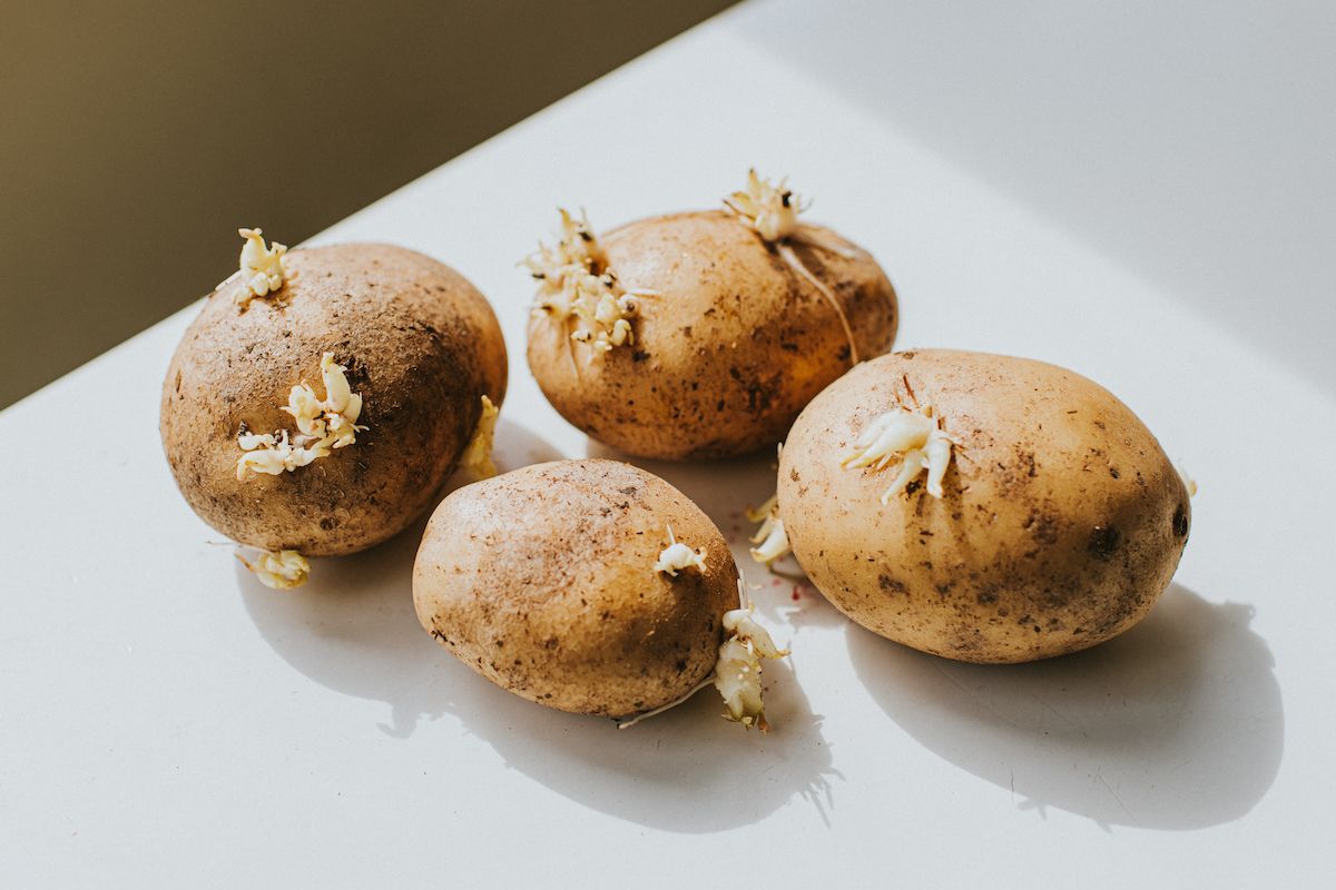 ¿Qué había detrás de la escasez de patatas en Australia?  Clima húmedo y enfermedades difíciles de controlar