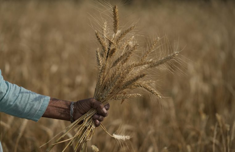 La ola de calor quema la cosecha de trigo de la India y obstaculiza los planes de exportación