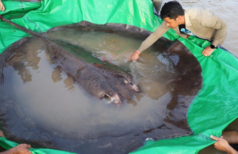 Camboya captura el mayor pez de agua dulce registrado en el mundo