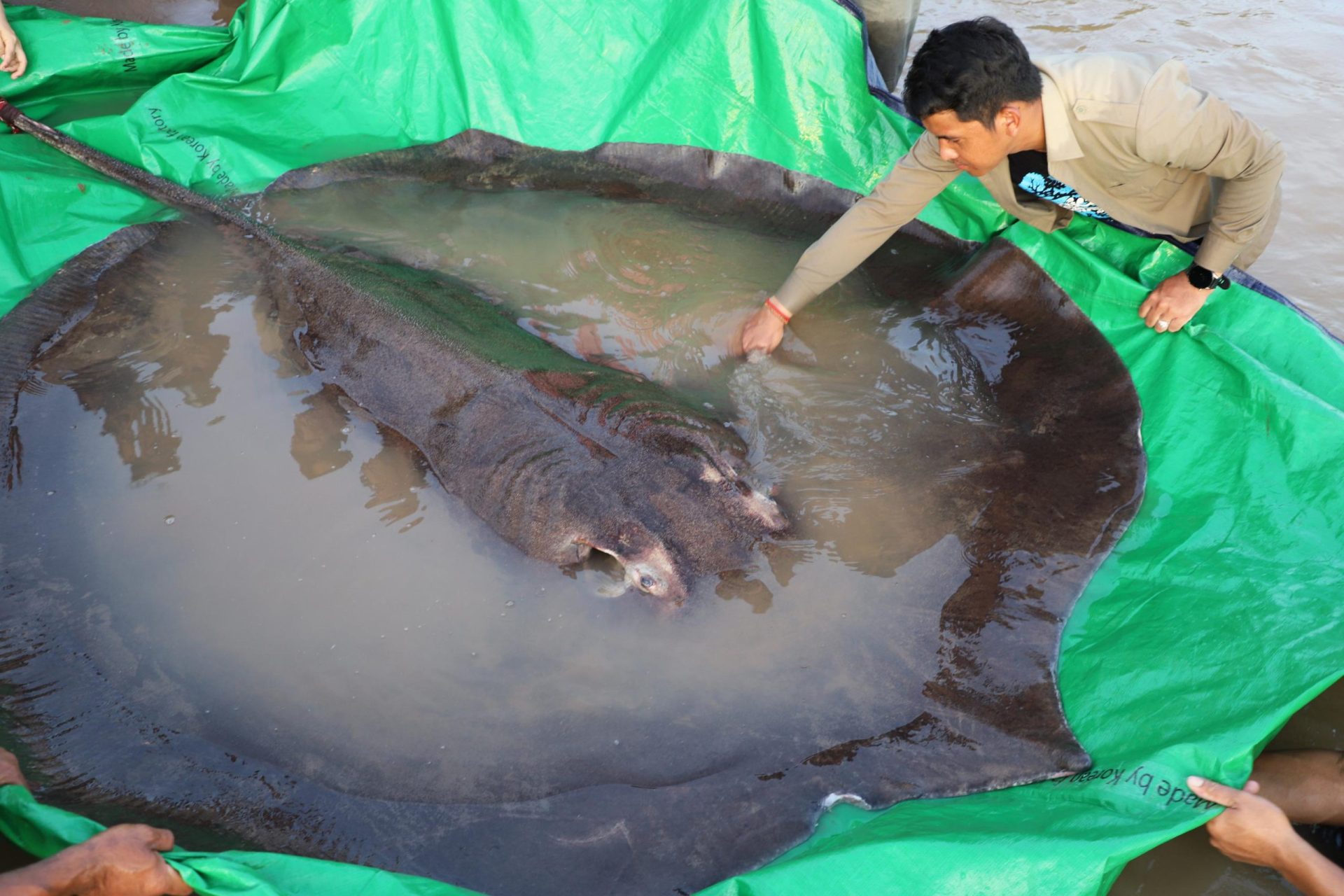 Camboya captura el mayor pez de agua dulce registrado en el mundo