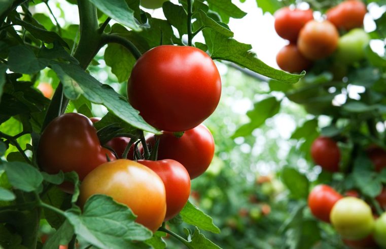 Cómo podar plantas de tomate como si supieras lo que haces