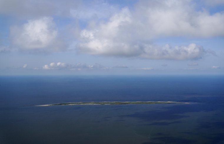 El cambio climático y la desaparición de islas amenazan a los pelícanos marrones