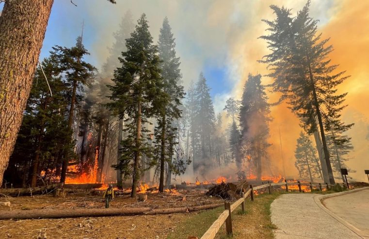 El incendio de Yosemite es la última amenaza para las secuoyas gigantes