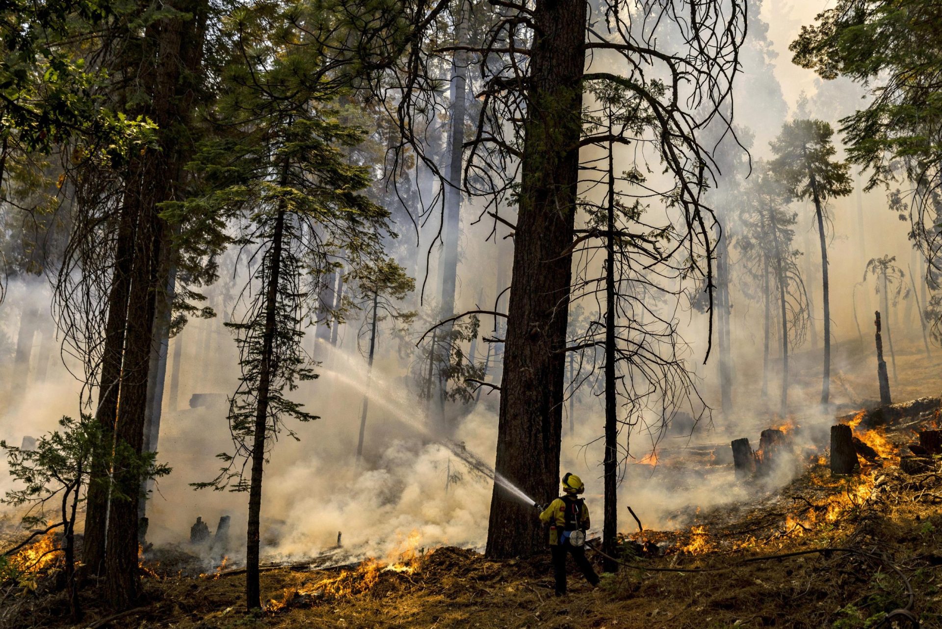 Incendios preventivos acreditados con el ahorro de secuoyas de Yosemite