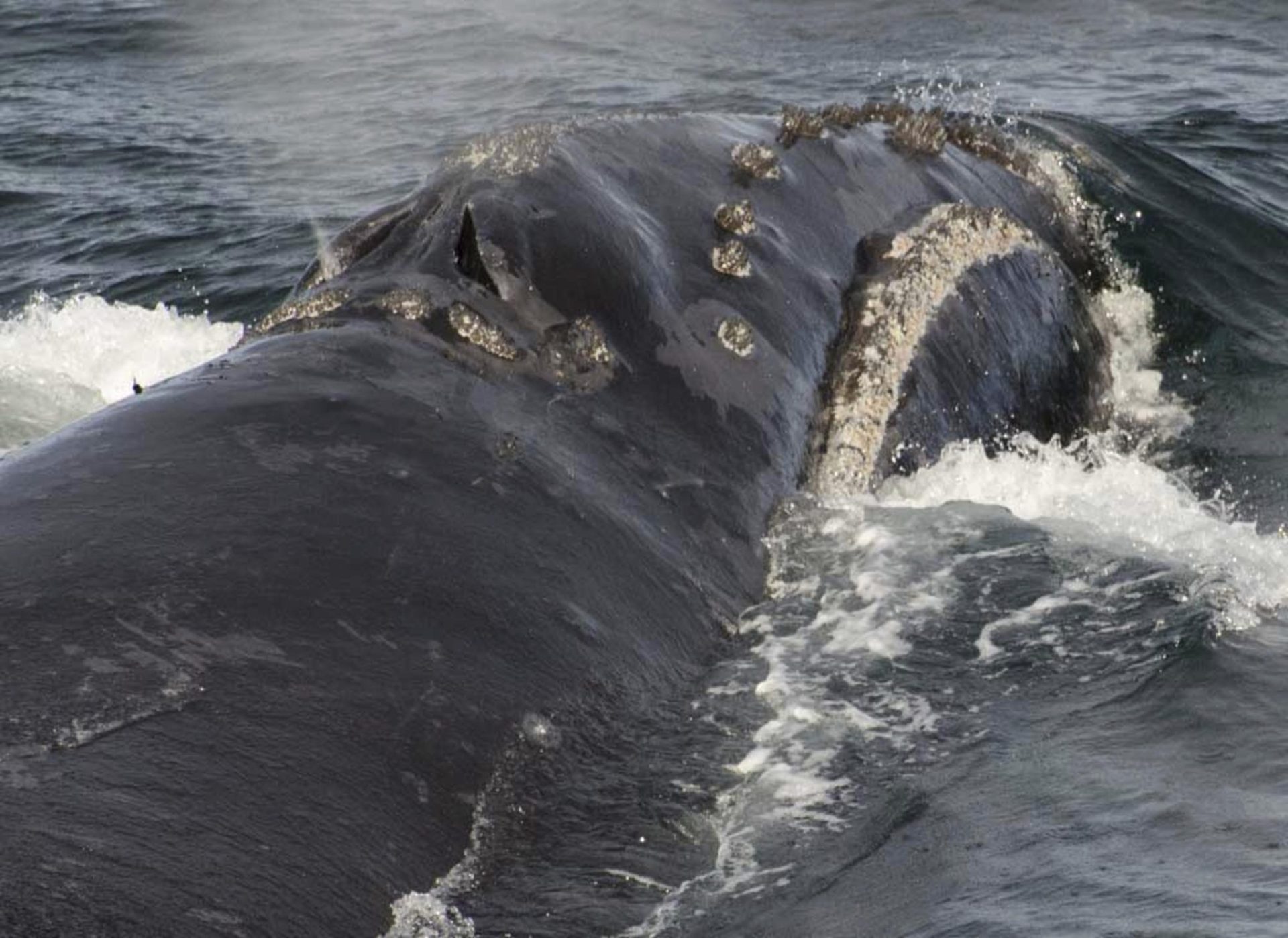 La agencia estadounidense estudia la solicitud de ampliación del hábitat de las ballenas raras