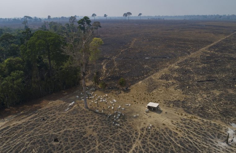 La deforestación en la Amazonia brasileña alcanza un trágico récord en 2022