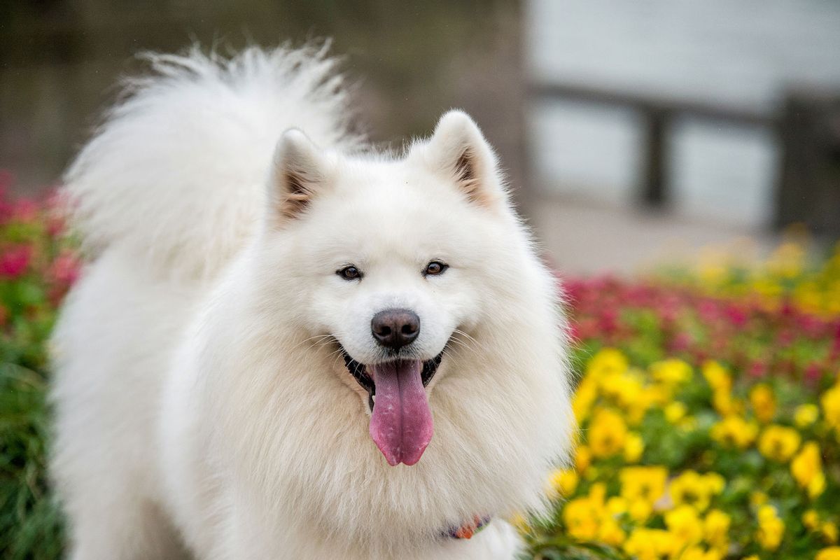 Las 20 razas de perros más bonitas, según la ciencia