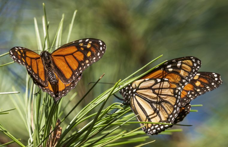 Las queridas mariposas monarca ahora están en peligro de extinción