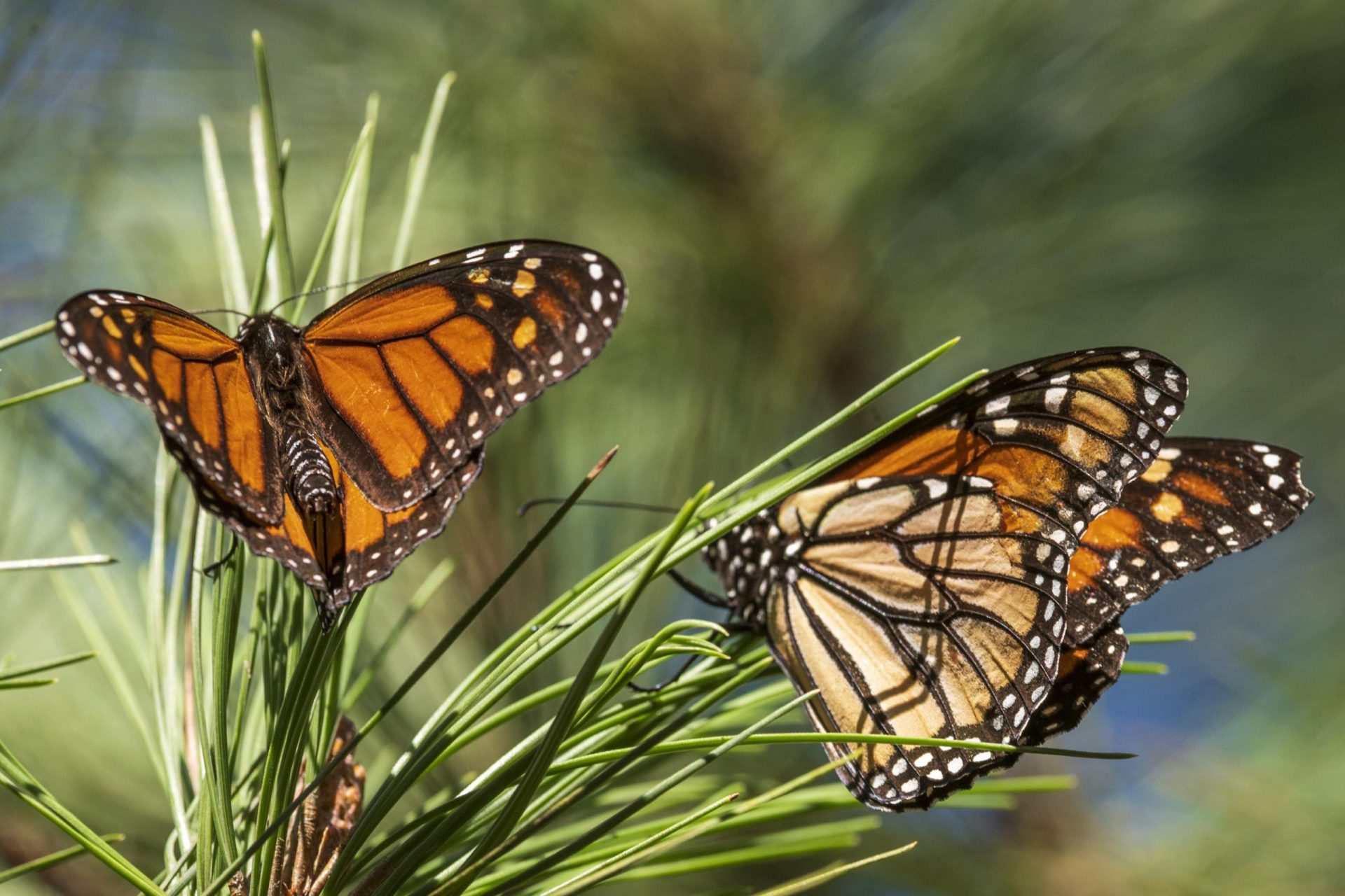 Las queridas mariposas monarca ahora están en peligro de extinción