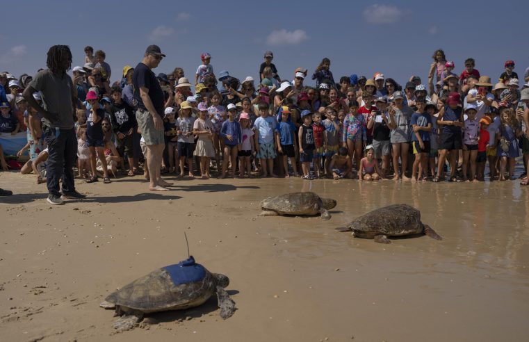 Las tortugas marinas rescatadas en Israel son devueltas a la naturaleza