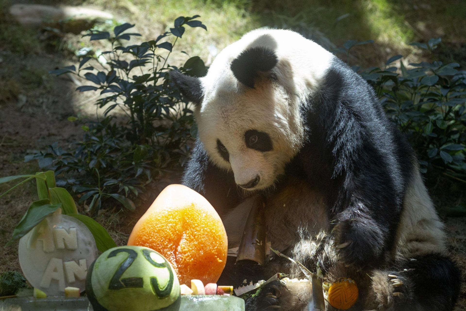 El panda gigante macho más viejo del mundo muere a los 35 años en Hong Kong