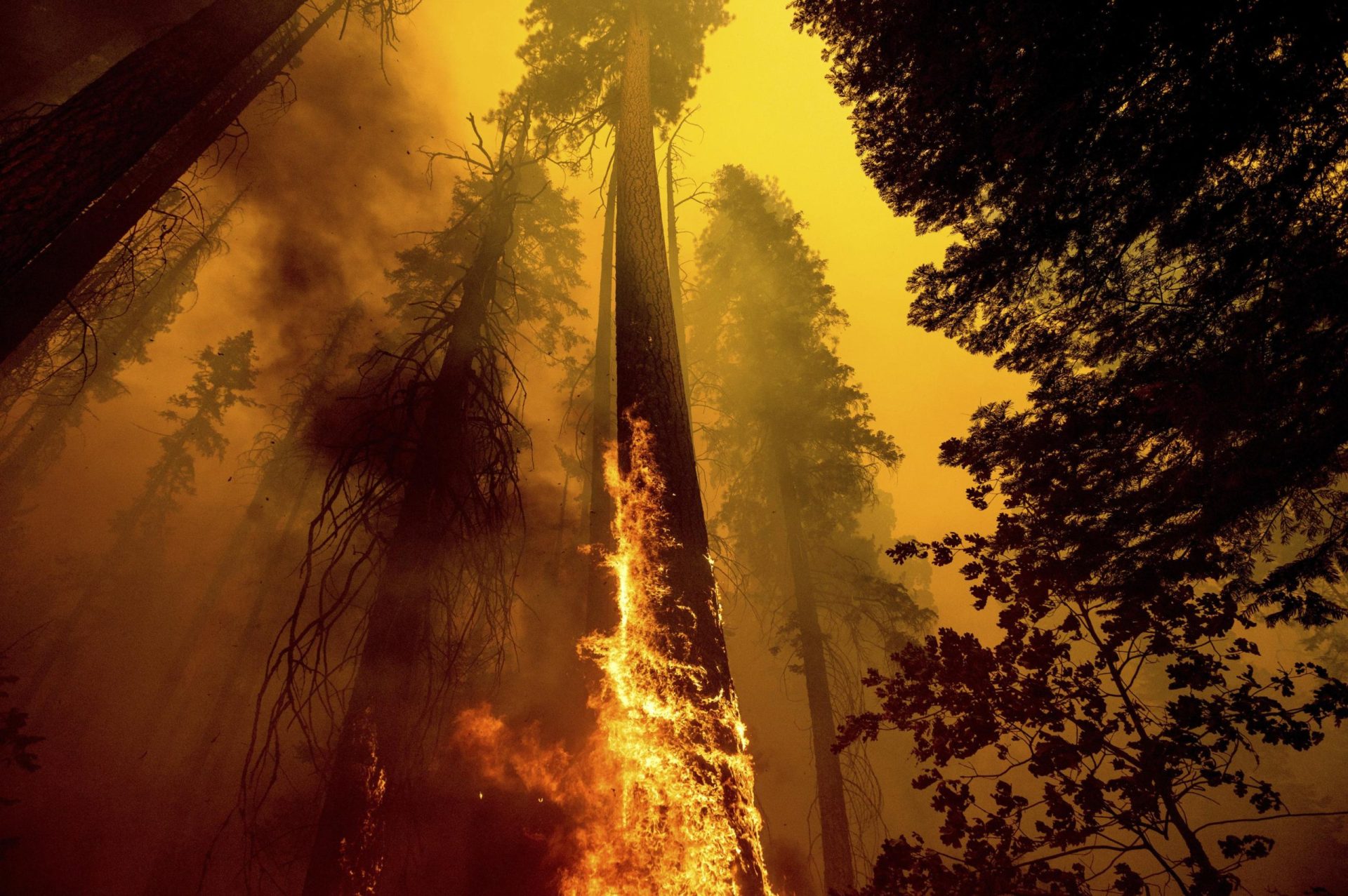 Estados Unidos toma medidas de emergencia para salvar a las secuoyas de los incendios forestales