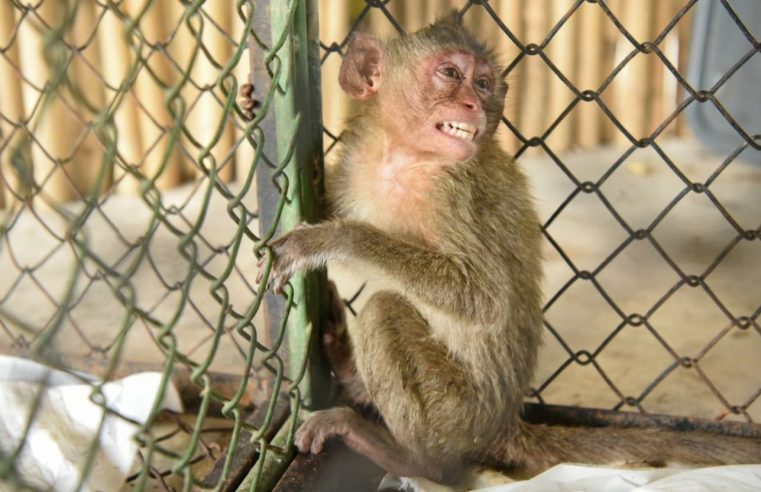 La OMS advierte a los brasileños: Matar a los monos no detendrá su viruela del mono