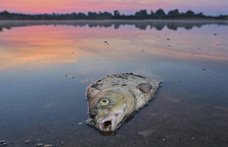Alemania: No hay una causa única para la muerte masiva de peces en el río Oder
