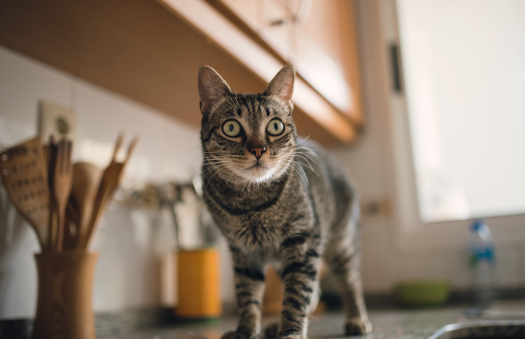 Cómo mantener a tus gatos fuera de la encimera de la cocina, de una vez por todas