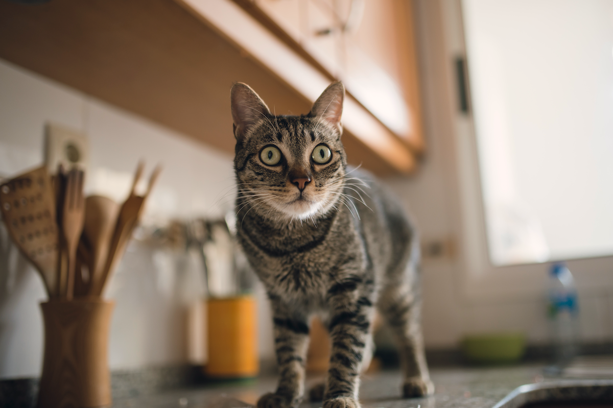 Cómo mantener a tus gatos fuera de la encimera de la cocina, de una vez por todas