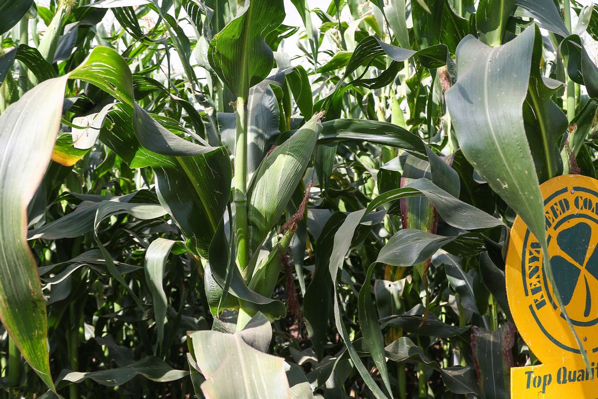 El precio del maíz en Kenia se ha duplicado en un año: 6 formas de evitar la escasez de alimentos básicos