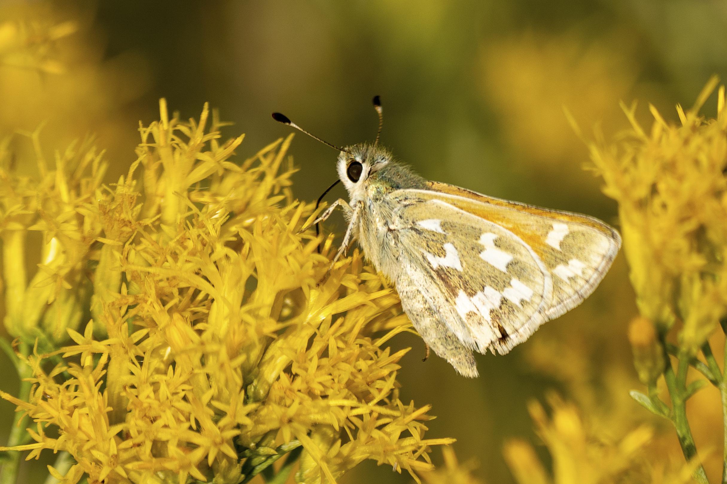 Se busca protección para mariposas raras en sitio de Nevada