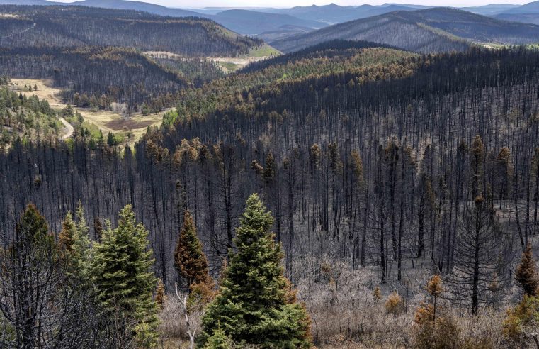 Se declara contenido el incendio forestal que batió el récord en Nuevo México