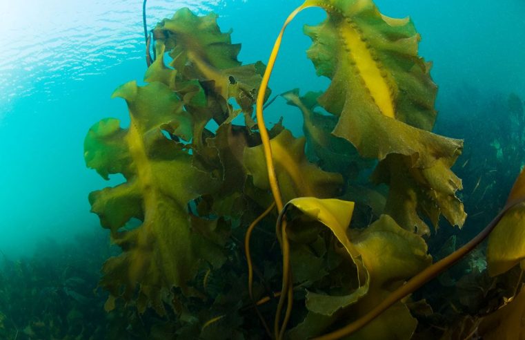 Un renacimiento gourmet para las algas marinas del río St. Lawrence