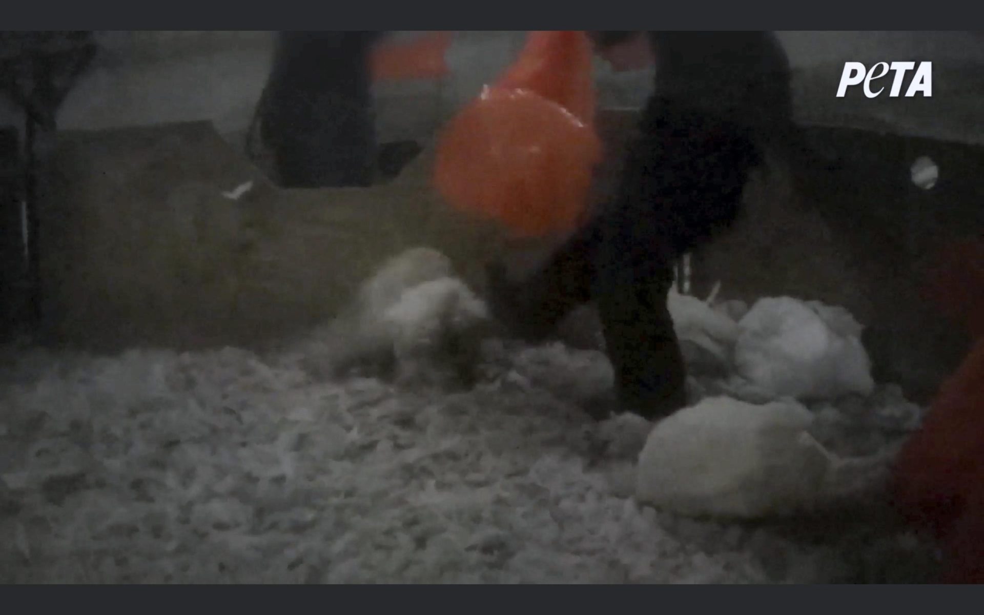 11 trabajadores agrícolas de pavos acusados ​​de crueldad captados en video
