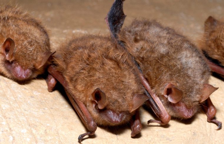 Brote de hongos amenaza con la extinción del murciélago tricolor