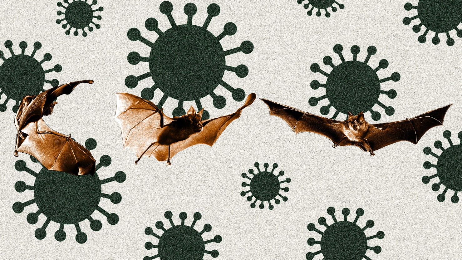 El aterrador virus del murciélago ruso podría provocar la próxima pandemia