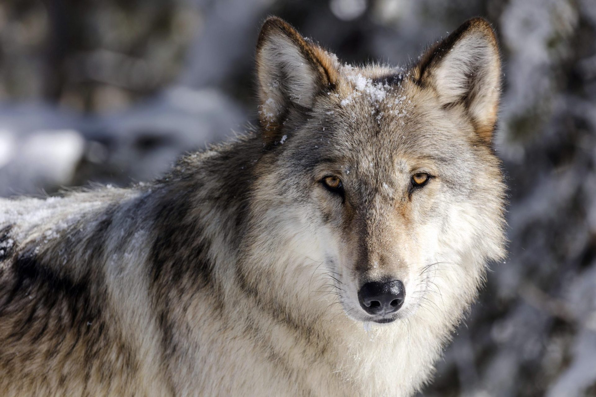 Los primeros datos indican que la población de lobos de Idaho se mantiene estable