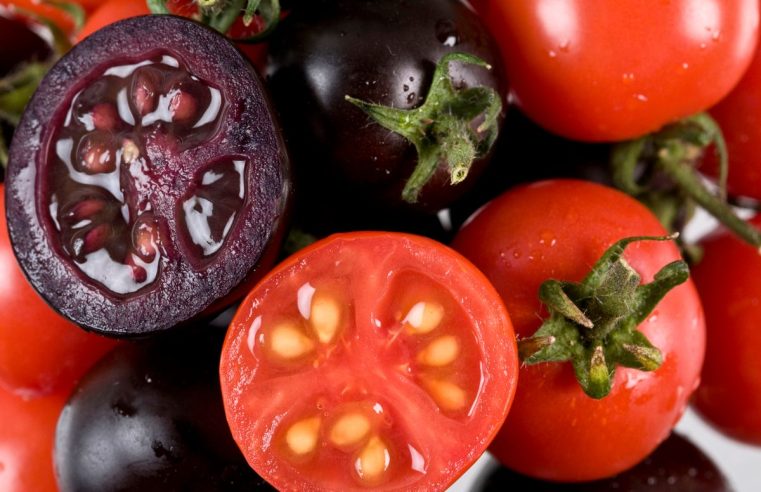 Un nuevo tomate morado llegará a los departamentos de productos en 2023