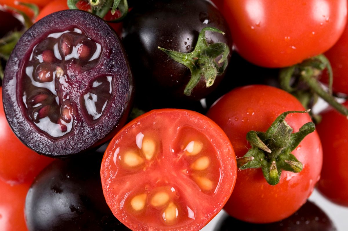Un nuevo tomate morado llegará a los departamentos de productos en 2023
