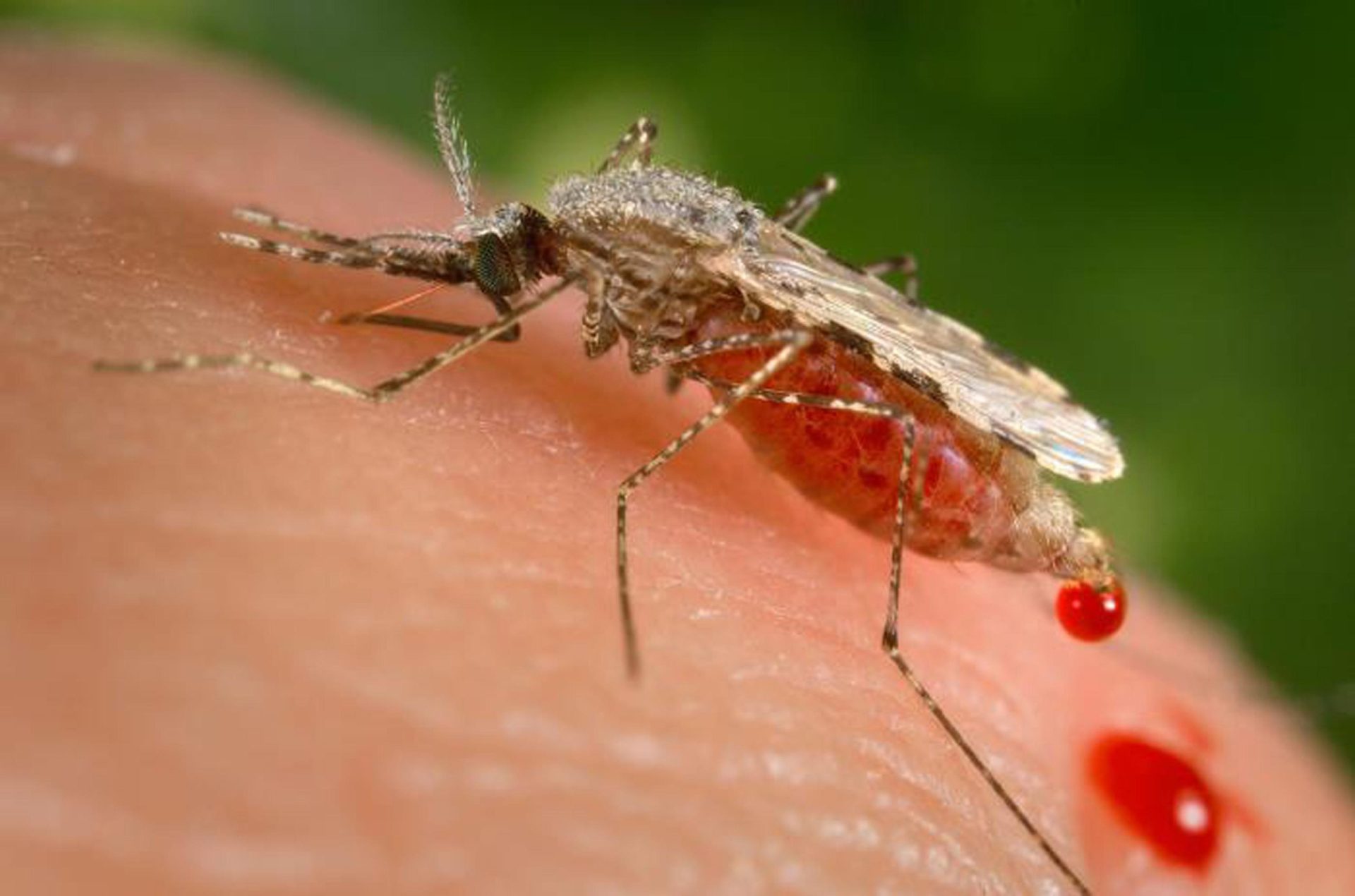 Los mosquitos invasores podrían desbaratar el progreso de la malaria en África